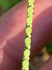 Paspalum laeve