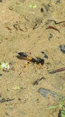 Sceliphron destillatorium