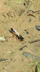 Sceliphron destillatorium