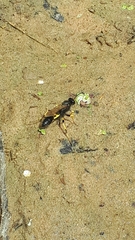 Sceliphron destillatorium