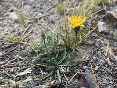 Pyrrocoma apargioides