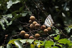 Polyura nepenthes