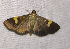 Syngamia