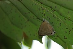 Deudorix epijarbas
