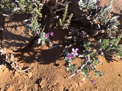 Chaenostoma halimifolium