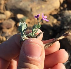 Chaenostoma halimifolium