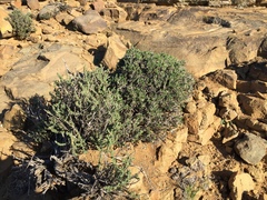 Chaenostoma halimifolium