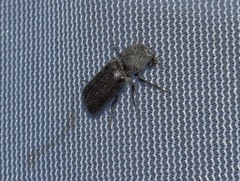 Apatides fortis