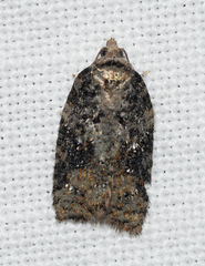 Acleris variana