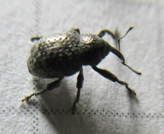 Chalcodermus aeneus