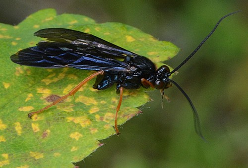 Trogus fulvipes
