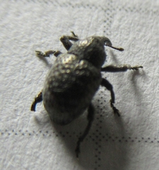 Chalcodermus aeneus