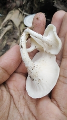 Lentinus squarrosulus