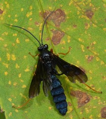 Trogus fulvipes