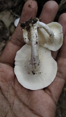 Lentinus squarrosulus