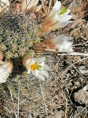 Mammillaria sheldonii