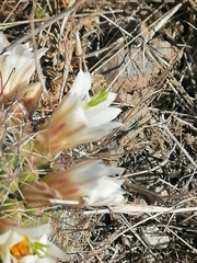 Mammillaria sheldonii