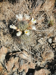 Mammillaria sheldonii