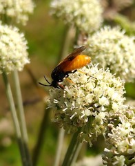Arge melanochra