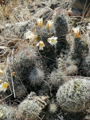 Mammillaria sheldonii