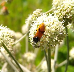 Arge melanochra