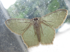 Maxates illiturata