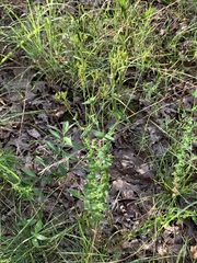 Hypericum gymnanthum