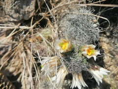 Mammillaria sheldonii