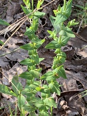 Hypericum gymnanthum