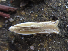 Mesophleps albilinella