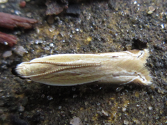 Mesophleps albilinella