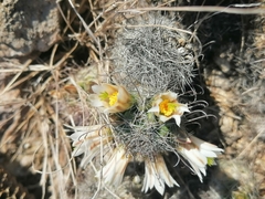 Mammillaria sheldonii