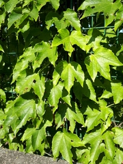 Parthenocissus tricuspidata