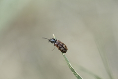 Pseudanostirus nebraskensis