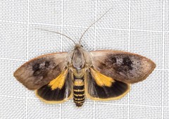 Brachybelistis pentachroa