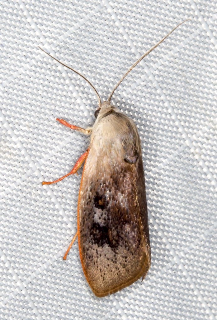 Brachybelistis