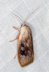 Brachybelistis pentachroa