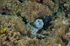 Brown Speckled Eel photo 4