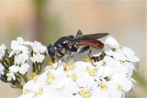 Xylota flavitibia