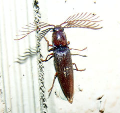 Dicrepidius palmatus