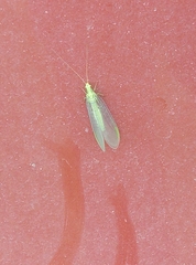 Chrysopa pallens-group