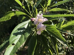 × chitalpa tashkentensis