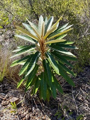 Astrotricha pterocarpa