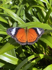 Cethosia penthesilea