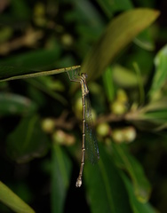 Rhadinosticta simplex