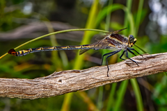 Petalura litorea