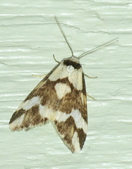 Thallarcha staurocola