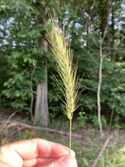 Elymus glabriflorus