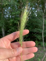 Elymus glabriflorus
