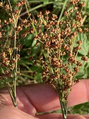 Juncus biflorus